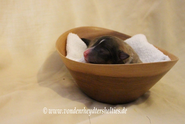 19.06.2014  14.00 Uhr  A-Wurf  A1